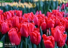 Tulipa Ferrari ® (2)